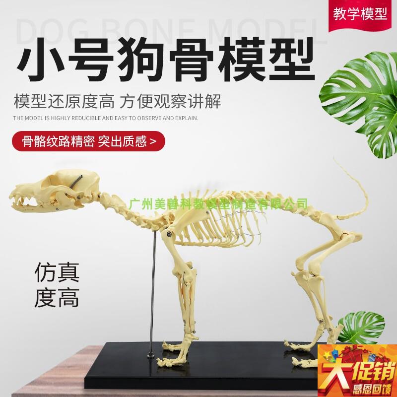 大狗骨模型 骨标本 狗解剖 狗骨架 犬 犬骨模型 犬骨架Z 动物模型