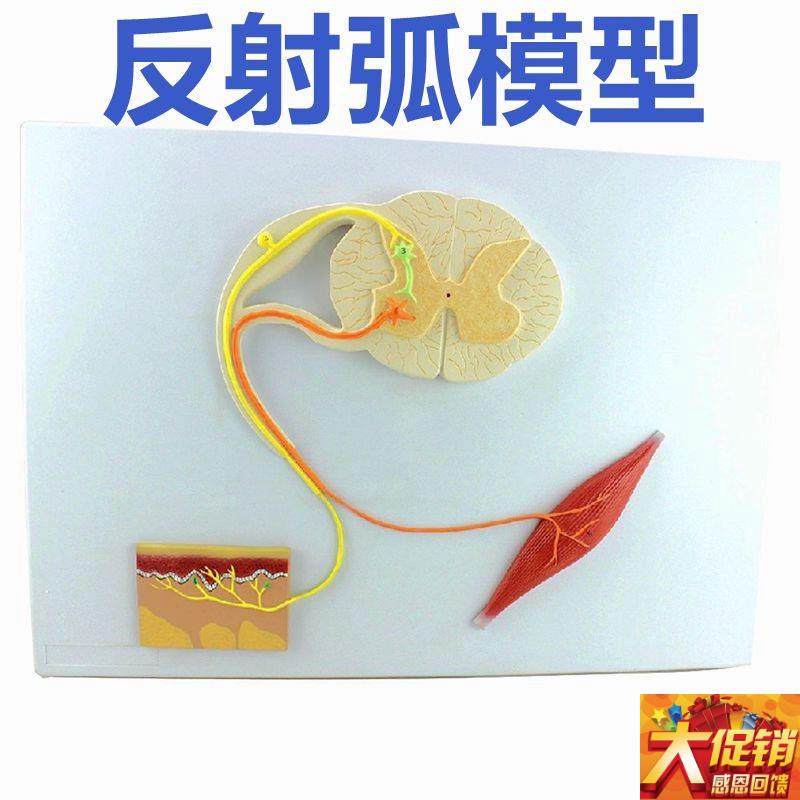 脊髓的功能f模型反射弧神经传导模型中枢神经系统解剖模具