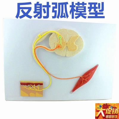 脊髓的功能f模型反射弧神经传导模型中枢神经系统解剖模具