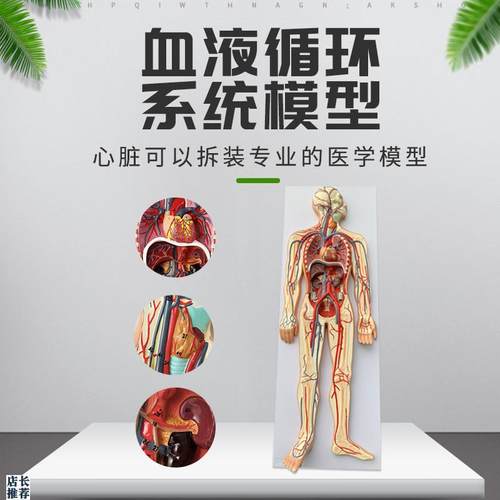 人体血液循环系统模型全身内脏器官解剖教学教具心脏X血管演示模