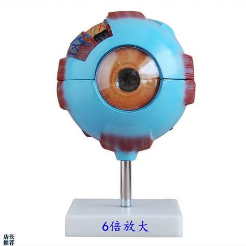 眼球放大模型,人体解u剖教学展示眼睛可拆卸结构包邮