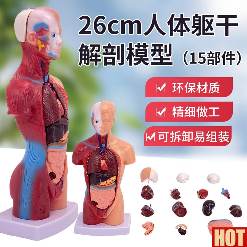 学内脏人体器官结构躯干解剖模型心脏构造拆装i教学玩具儿童益智