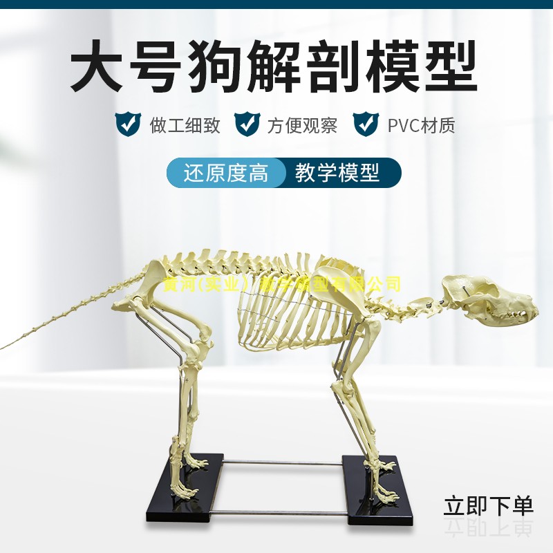 狗骨模型 骨标本 狗解剖 狗骨架 犬 犬骨L模型 犬骨架 动物模型