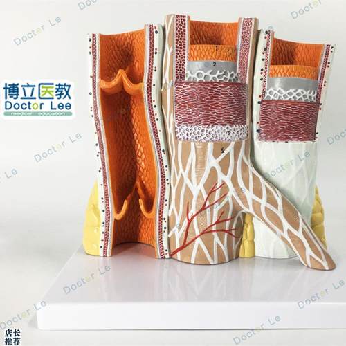 教学仿真动静脉血管解剖模型放大动静脉血管标P本动脉静脉医学生