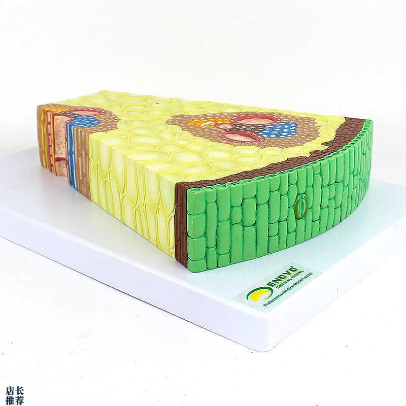 ENOVO颐诺单子叶植物茎结构放大模型单子叶植物茎的Z形态植物学