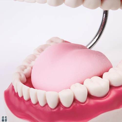 高级口腔护理模型牙保健刷牙演示教N学幼儿园牙演示教具