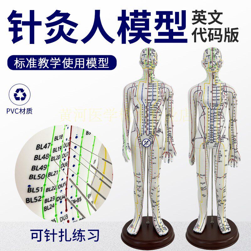 英文版穴位针f灸模型人经络穴位中医全身十二铜人模特可练习可扎