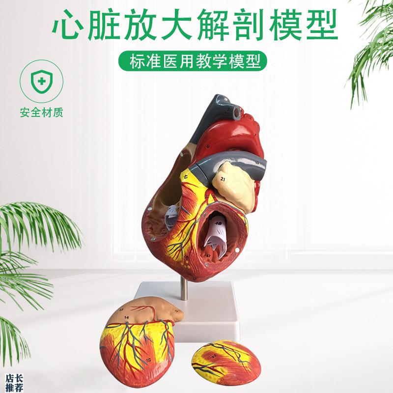 放大版人体心脏j解剖模型心脏模型心脏教学教具心脏结构模型