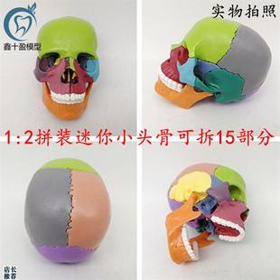 15部件拼装人体头骨模型彩色迷你小骨头解部模型可U拆卸头颅骨模