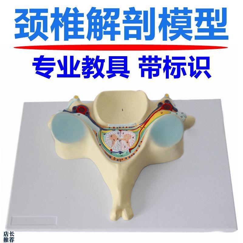 人体颈椎解剖模型放大椎间盘脊髓神经H纤维传导反射弧结构神经元