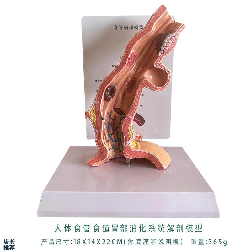 人体食管食道胃部消化系s统解剖模型教学内脏解剖人体教具厂家直