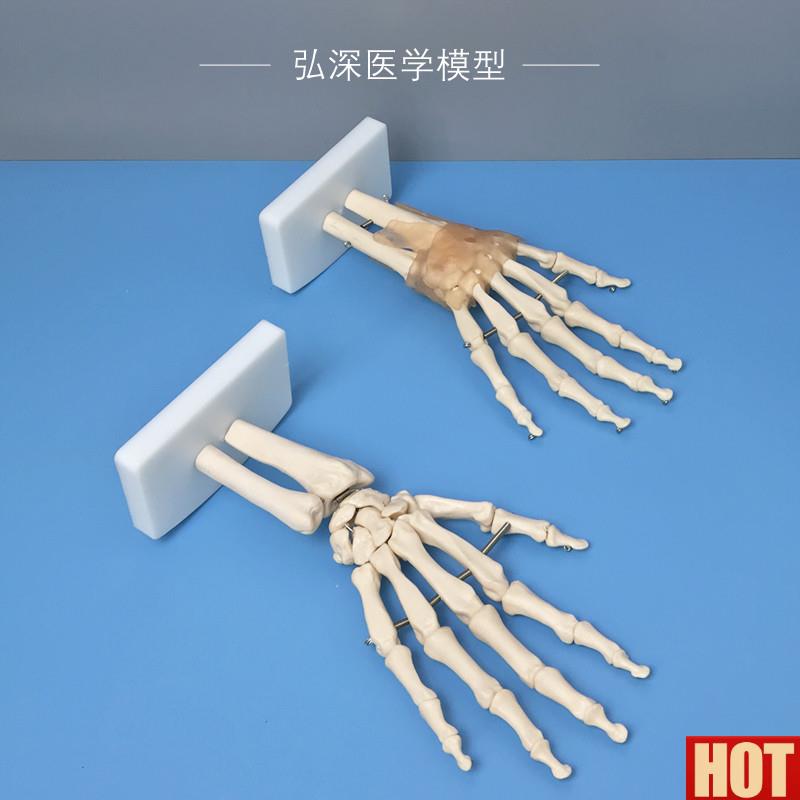 脚关节模型脚踝成人体手腕掌骨骼X韧带结构骨科医学教学塑料模具