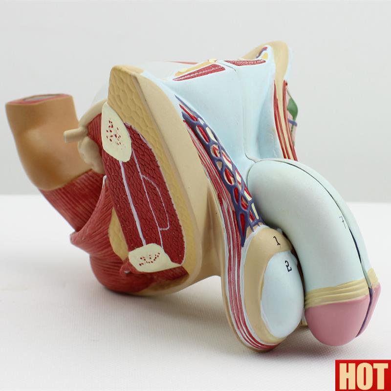 诺正品男性生殖器泌尿模型男科模j型睾丸解剖模型计生健康展示