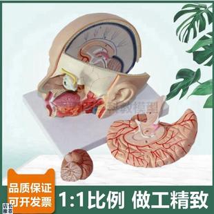 头部解剖模型g脑可拆面部微整形医美鼻咽喉口腔舌头牙科局部颅脑