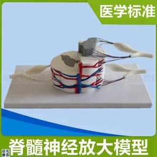 脊髓横截面脊神经中枢周围临床解剖生理颈部脊髓S解剖脊神经根医