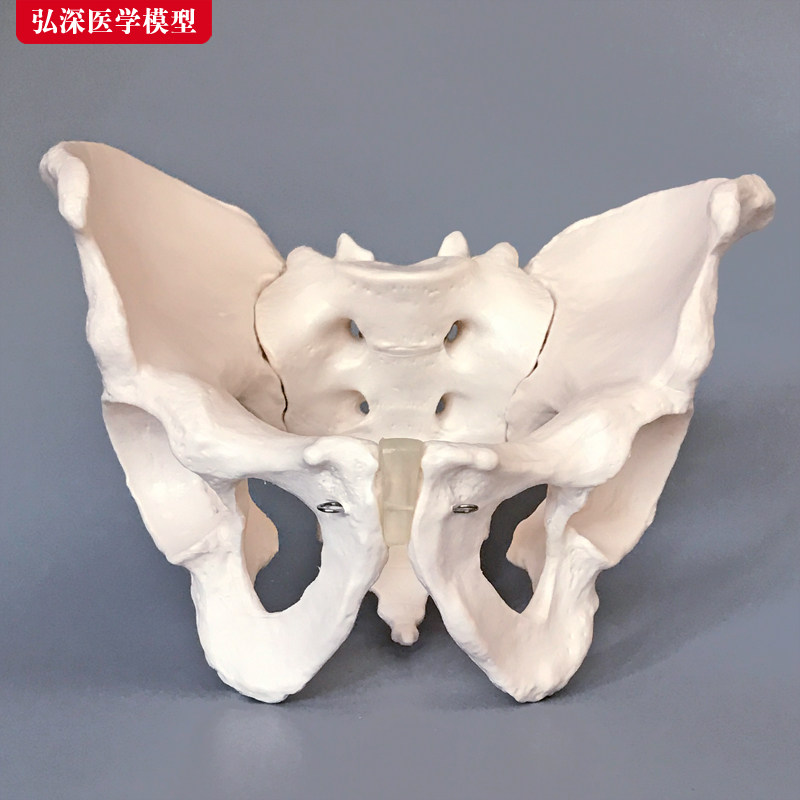 男性骨盆模型人体一比一自然大骶B骨耻骨关节盆骨骼示教学医学玩