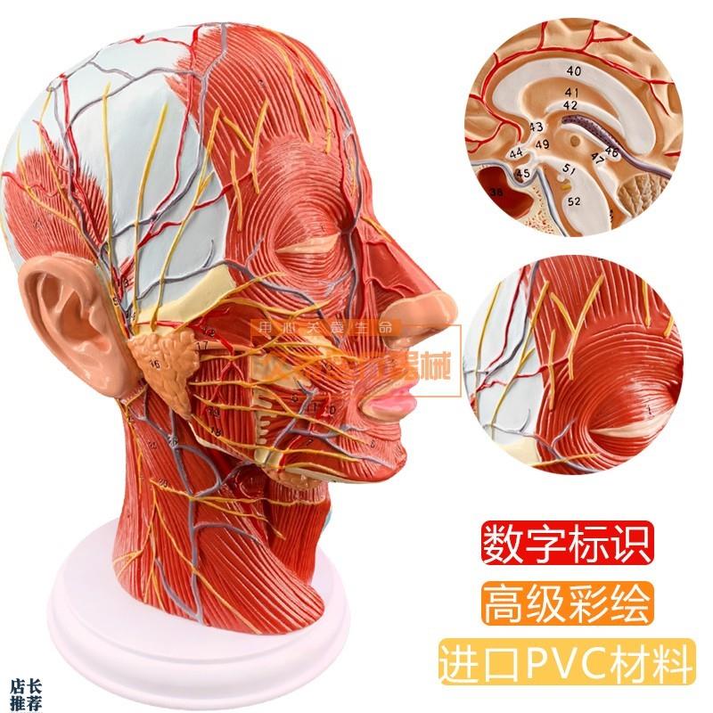 头浅表神经血管模型肌肉模型头部正G中矢状切模型头部神经模包邮