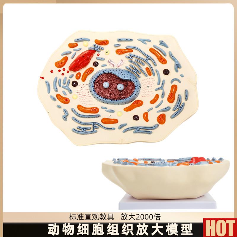 物细胞模型显微结构解剖模型 细胞膜 细胞质 细w胞核 线粒体