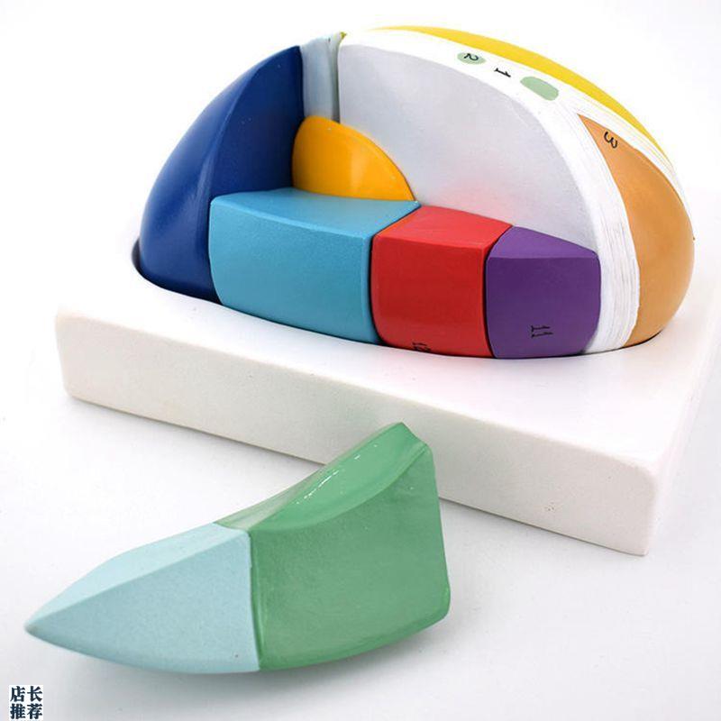 丘脑模型感觉高级k中枢间脑放大可拆卸人体脑组织神经内外科医用