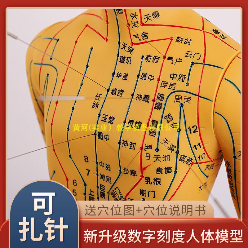 中医针灸穴位图人体模型50cmA男女模型清晰经络小人体针灸穴位模
