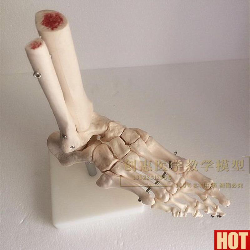 足踝骨 自然大脚关节模型 足骨模P型足关节无韧带进口料