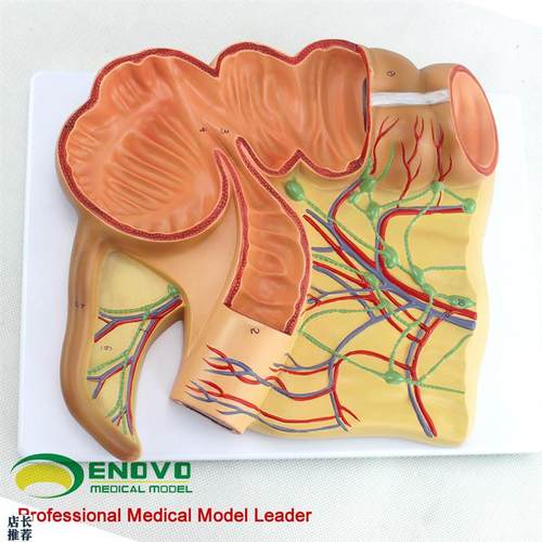 ENOVO正品人体医学回盲部解剖模E型盲肠阑尾升结回肠血管淋巴模型