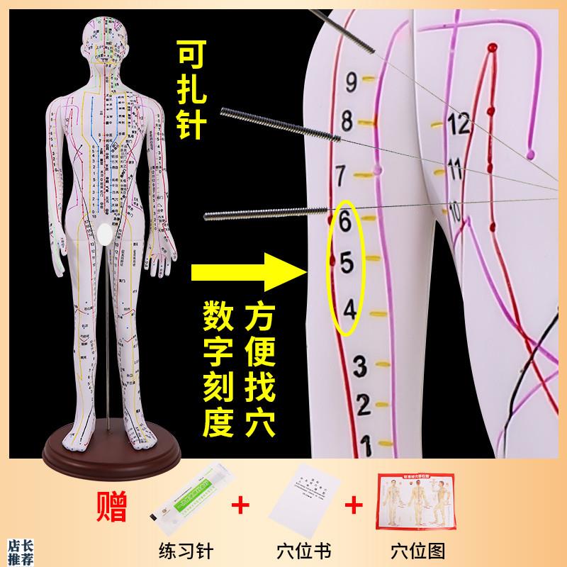 62CM彩色针灸穴l位人体模型经络穴位模特图全身中医十二扎针小皮