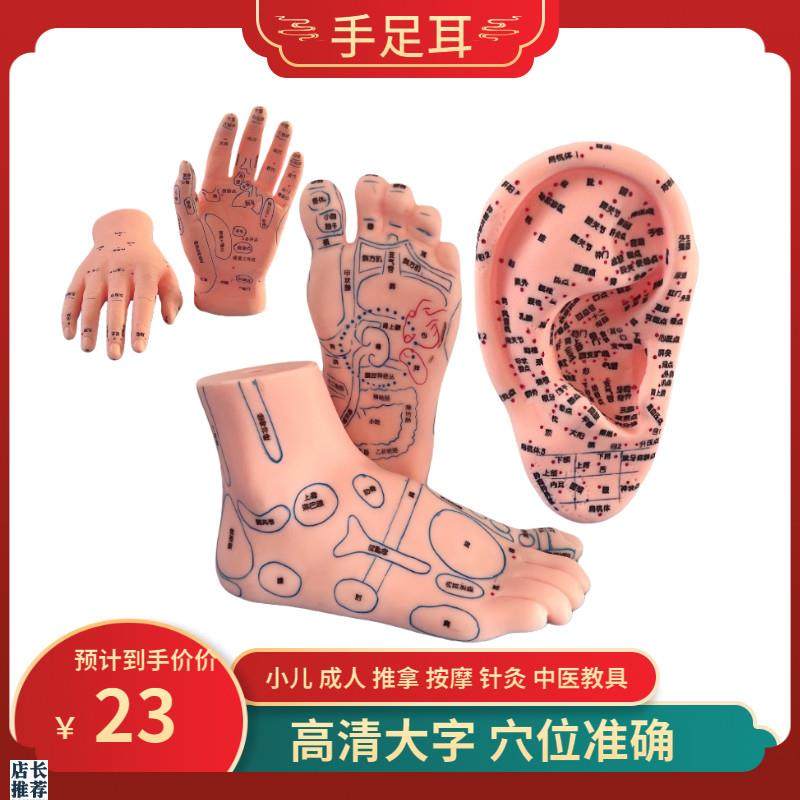 手足耳朵模型f经络穴位反射区脚底按摩保健脚部足底高清晰中医教