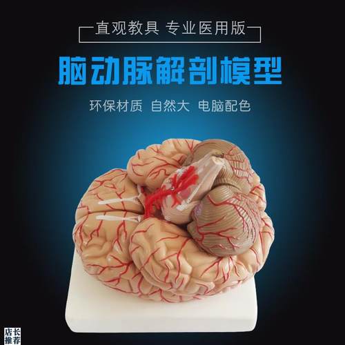 人脑解剖模型脑结构模型大脑模型脑动脉模Q型脑血管分布脑型