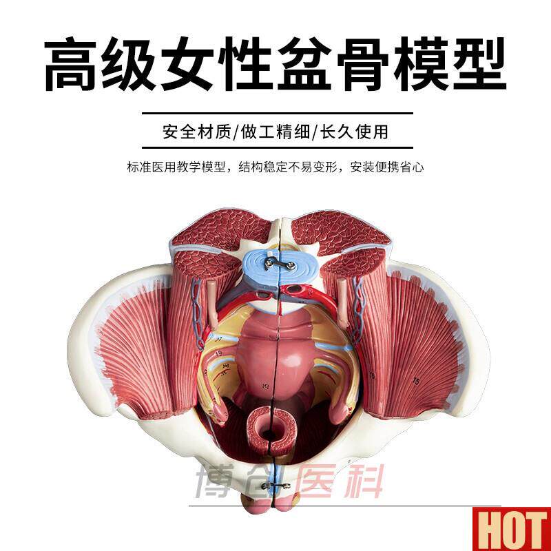 然大1:1 高级女性盆骨附生殖器官与血管神q经肌肉模型4配件包邮