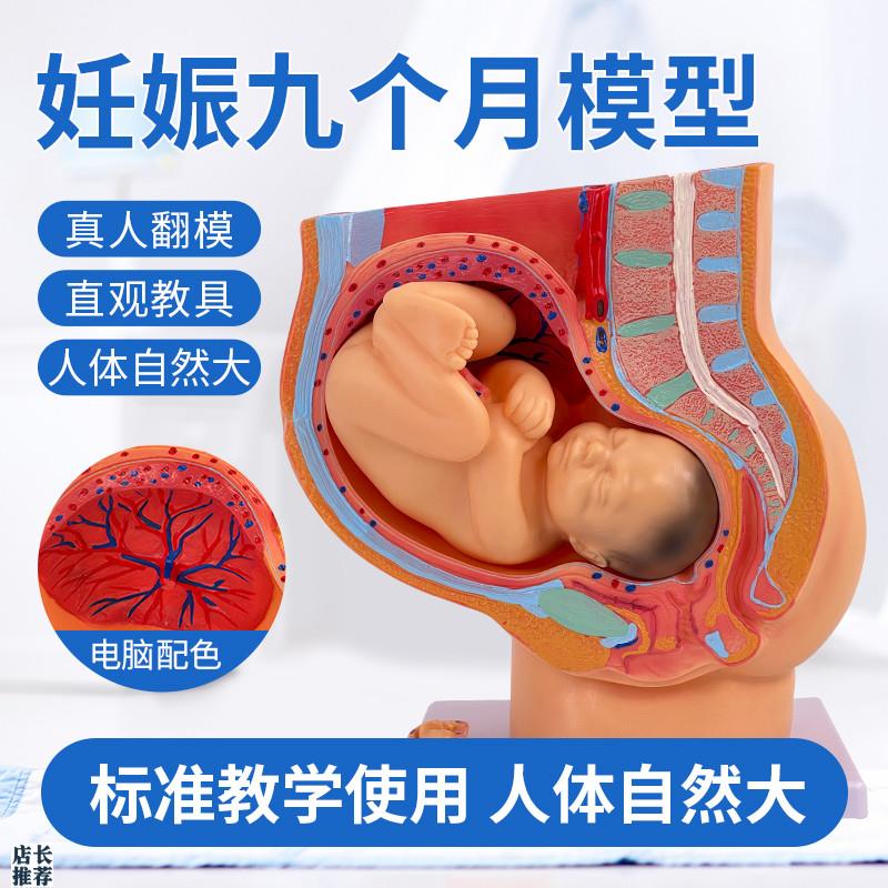 胚胎模型女性盆腔附足月胎儿模型妊娠发育P九个月胎儿子宫模具