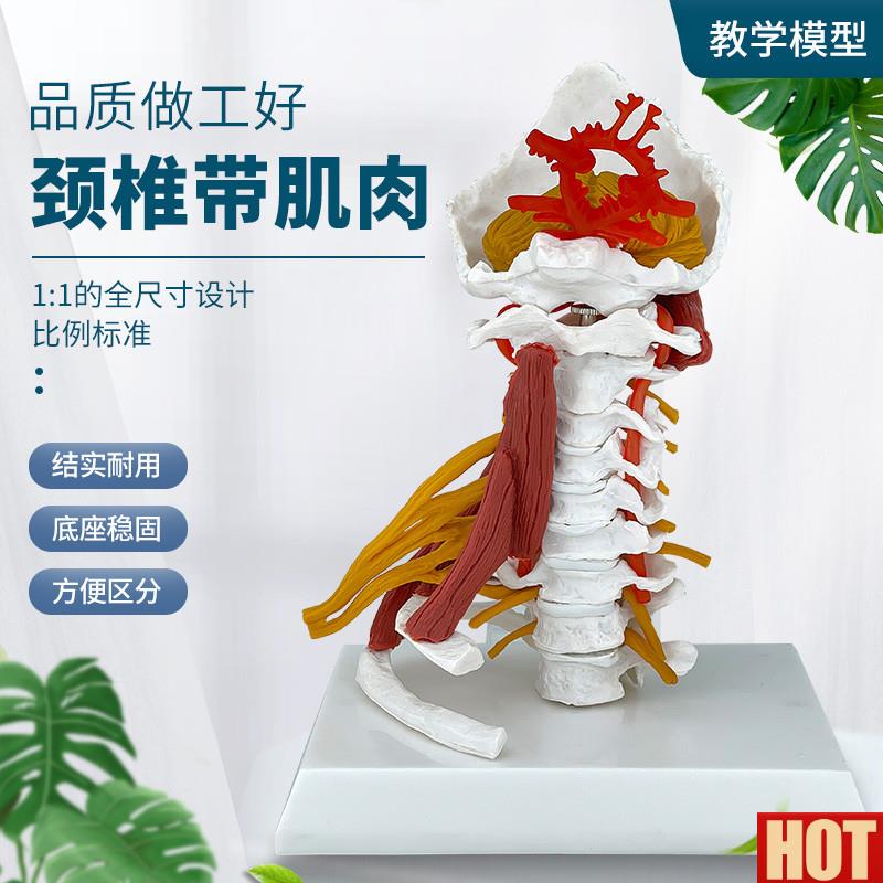 级颈椎带肌t肉椎动脉后枕骨椎间盘与神经展示 1:1颈椎附肌肉模型