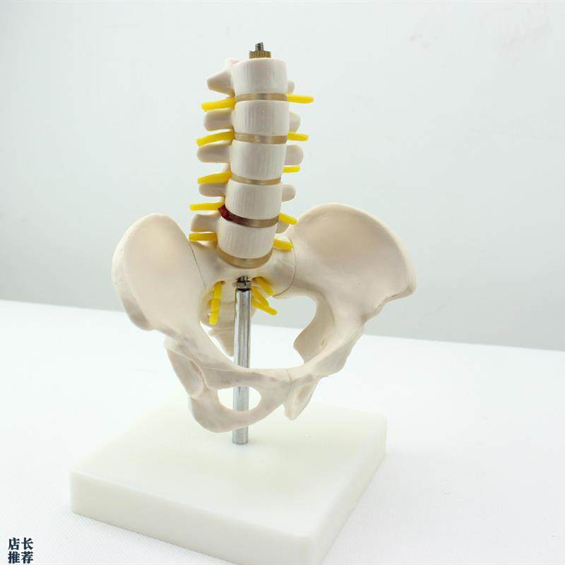 ENOVaO颐诺迷你骨盆带五节腰椎模型脊柱模型骨科模型骨骼标本人