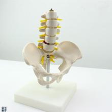 ENOVaO颐诺迷你骨盆带五节腰椎模型脊柱模型骨科模型骨骼标本人