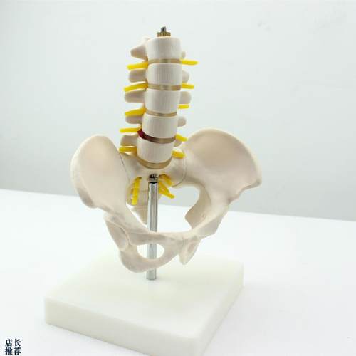 ENOVaO颐诺迷你骨盆带五节腰椎模型脊柱模型骨科模型骨骼标本人