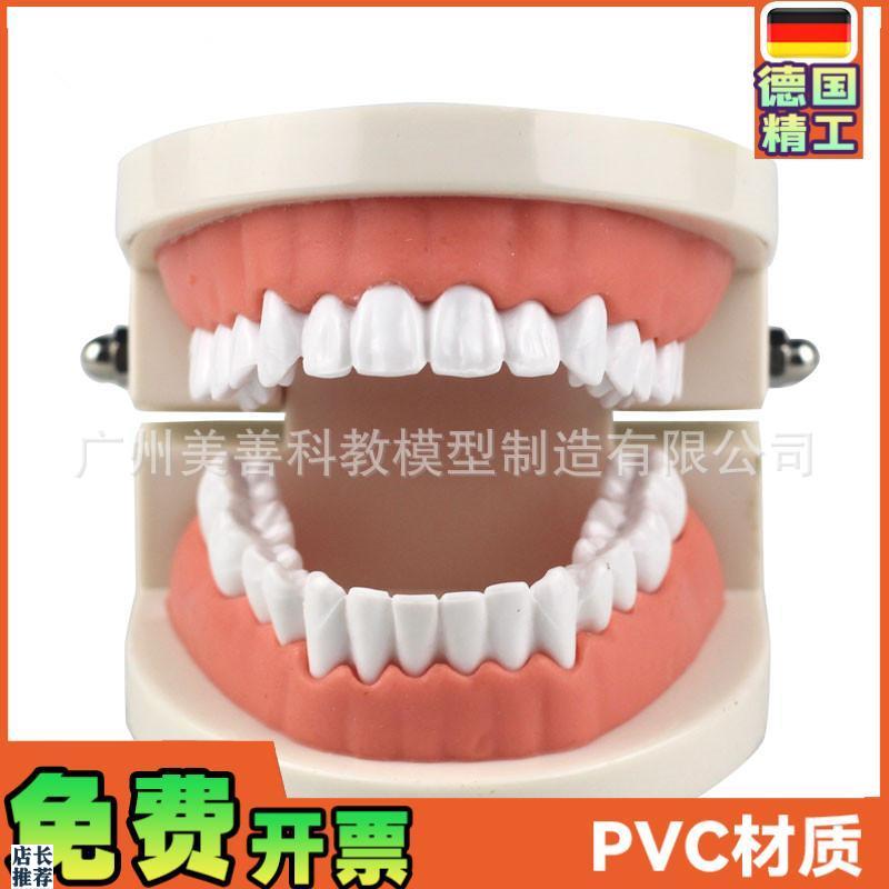 牙齿模型教学模型牙科材料口腔材料假牙模L型口腔模型儿童幼儿园