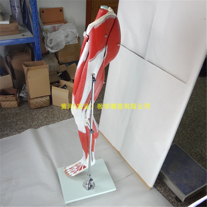 人体下肢肌肉血管神n经模型腿部运动系统医学 解剖动静脉腿肌运动