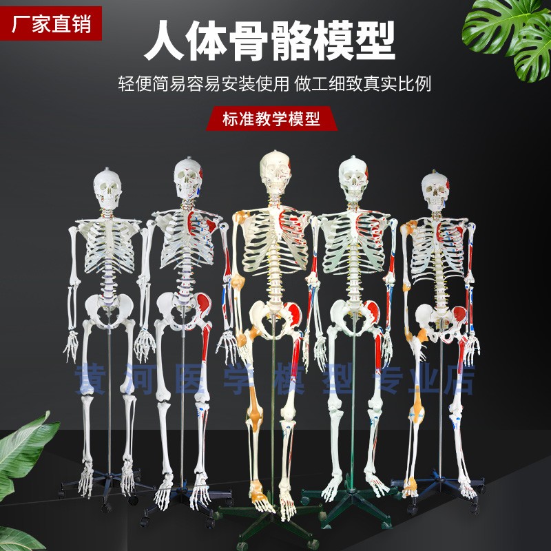 170cm人体骨骼模型骨架人y体模型成人大白骷髅标本教学脊椎全身