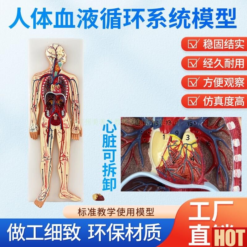 学彷真人k体血液循环系统模型心脏外科动脉静脉神经血管解剖教具