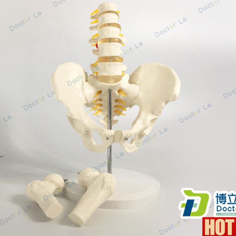 比1骨盆模型 腰椎p模型 股骨脊柱模型 盆骨 医用 解剖学模型