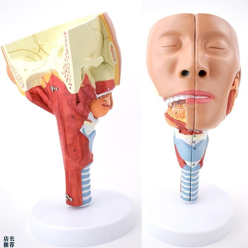ENOVaO颐诺医学鼻咽喉气管咽肌解剖模型环咽肌会吞咽障碍康复教学