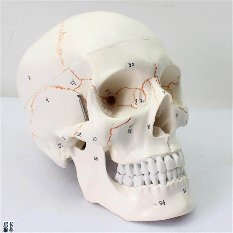 颐诺正品医用人体头头q颅骨模型标本骨骼模型学生用品用具模型礼