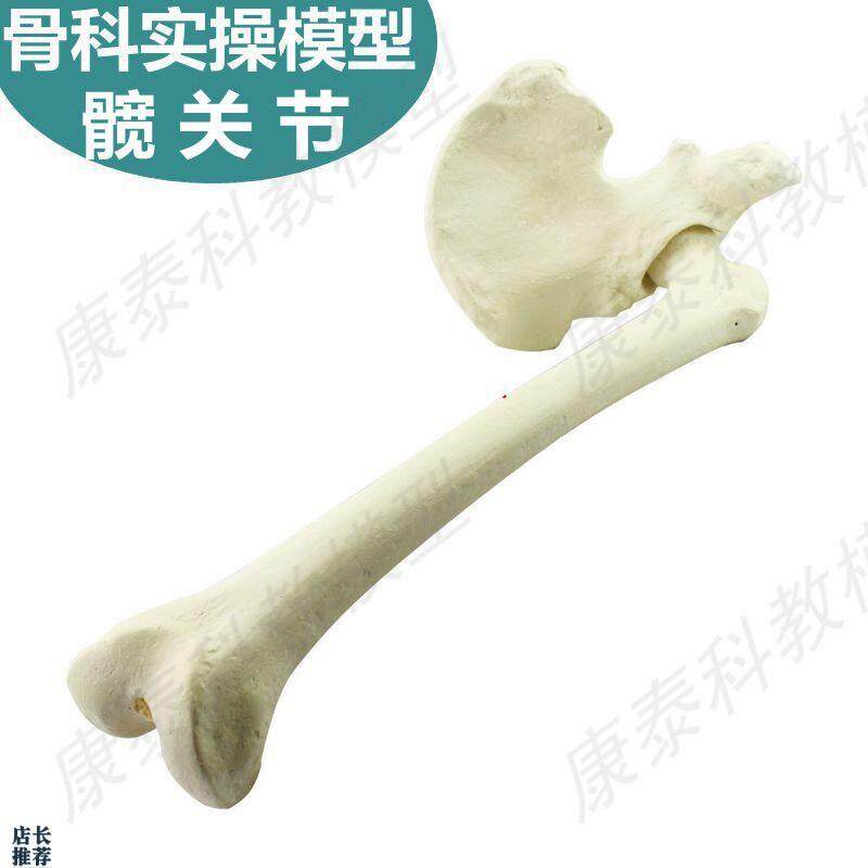 髋关节模型骨科实操假骨教学模具髋骨下肢散的游T离骨人体骨骼结