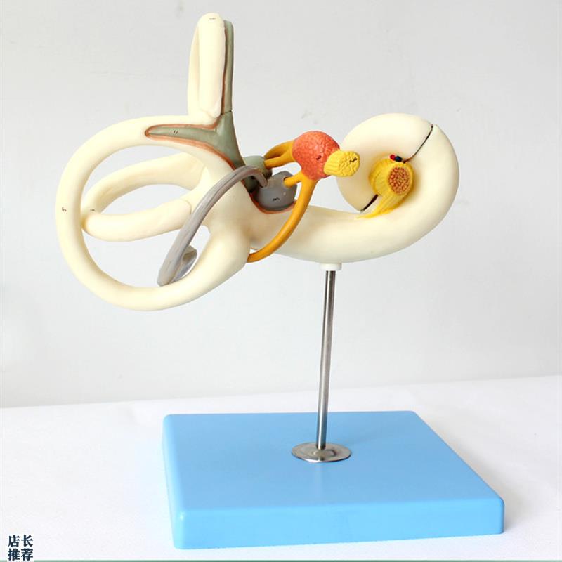 ENOVO颐诺人体内耳迷路半规管放大模型听觉系统T耳鼻喉科五官神经