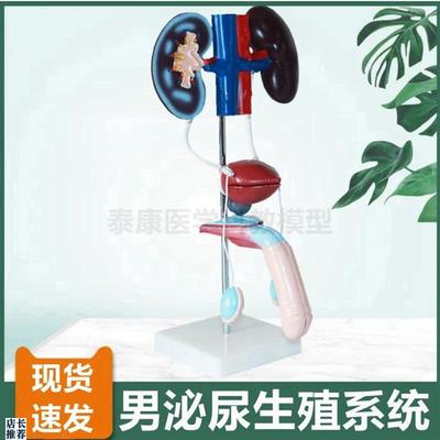 泌尿生殖系统g模型肾脏输尿管膀胱前列腺子宫内外生殖器睾丸