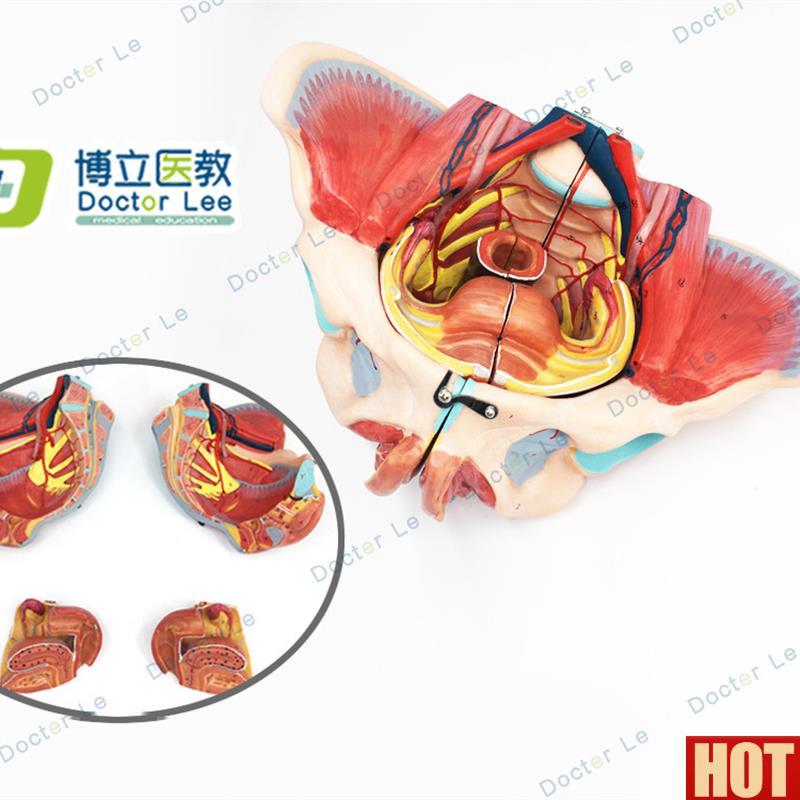 级女性骨盆附生殖器与解剖模型Z生殖器官和女性盆腔模型