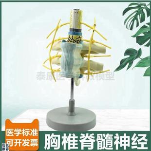 脊髓神经模型颈椎胸椎腰椎临床麻醉教学用椎管Q脊神经蛛网膜神经