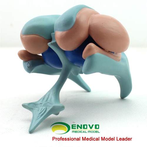 颐诺正品大脑基底核模型丘脑x模型尾状核杏仁核丘脑豆状核脑模型