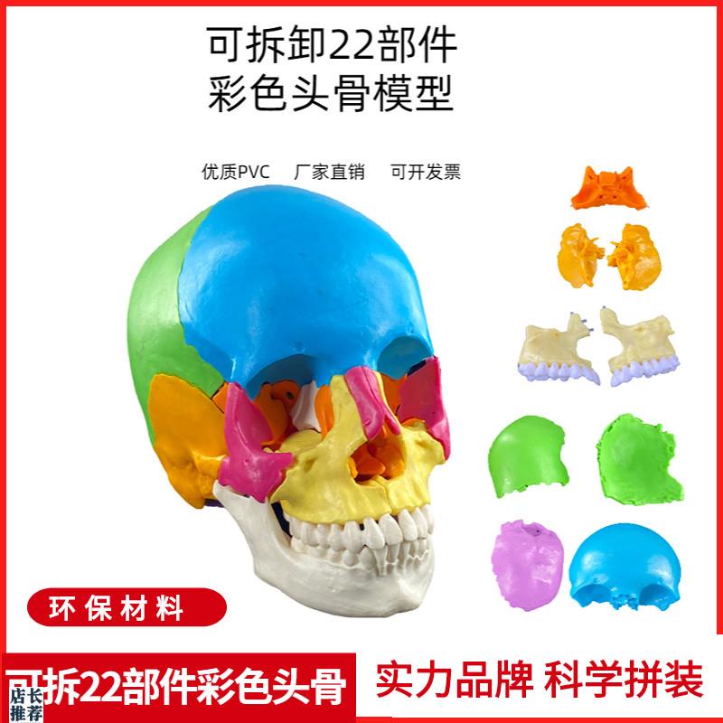 可拆分22件1比1真人大小彩色头骨模型颅L骨解剖医用美容口腔牙科