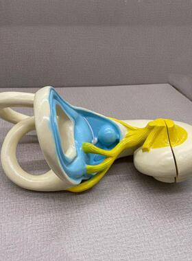 内耳迷路放大模型耳蜗前庭半规管位置H觉听觉人体耳朵鼓膜听小骨